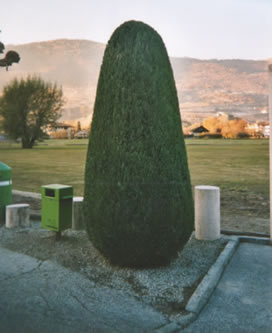 Taille arbre Ballestraz jardin