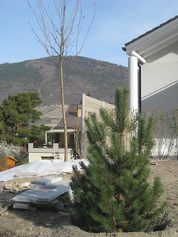 Ballestraz jardin mur antivue