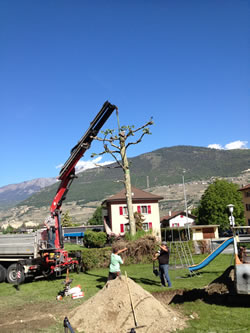 Plantation arbre Ballestraz jardin